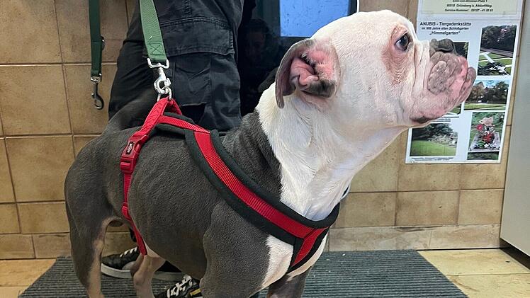 Tierheim Erlangen: Hund "Gustav" herzlos ausgesetzt - wer kann Hinweise geben?