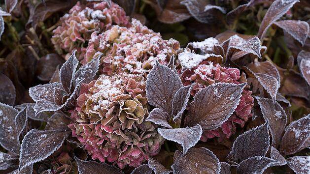 Erfroren, Winter, Blüte