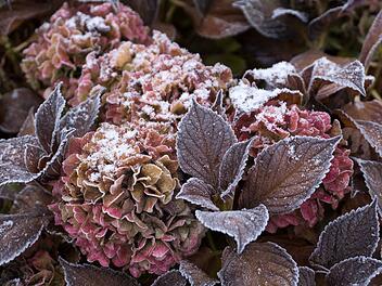 Erfroren, Winter, Blüte