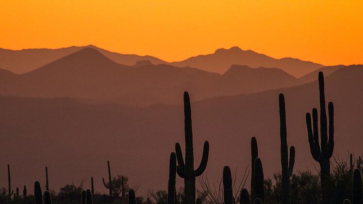 Die Saguaro-Kakteen k&ouml;nnen bis zu 14 Meter hoch und bis zu 250 Jahre alt werden.