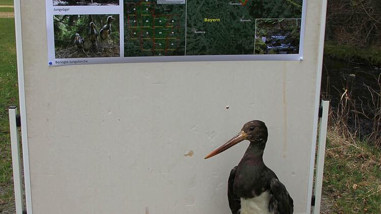 Ausgestopfter Schwarzstorch vor der Plakatwand  Foto: Friedwald Schedel