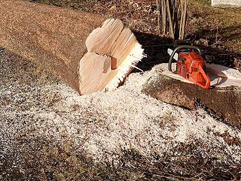 Baumfällarbeiten in Bamberger Schützenstraße: Verkehrseinschränkungen Baumfällarbeiten in Bamberger Schützenstraße: Verkehrseinschränkungen