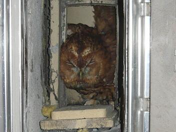 Überraschender Anblick im Kamin Foto: privat