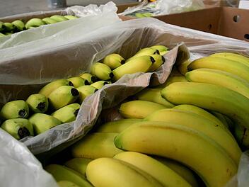 In Bananenkisten schmuggelte sich eine Riesenkrabbenspinne samt Nachwuchs in den Steinberger Rewe-Markt. Ehe sie von einem Frankfurter Experten als harmlos identifiziert werden konnte, gingen einige Stunden des Bangens ins Land. Foto: Angelika Warmuth/dpa