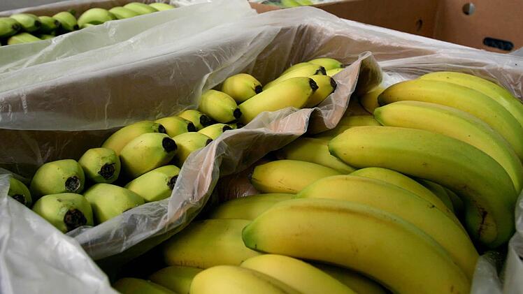 In Bananenkisten schmuggelte sich eine Riesenkrabbenspinne samt Nachwuchs in den Steinberger Rewe-Markt. Ehe sie von einem Frankfurter Experten als harmlos identifiziert werden konnte, gingen einige Stunden des Bangens ins Land. Foto: Angelika Warmuth/dpa