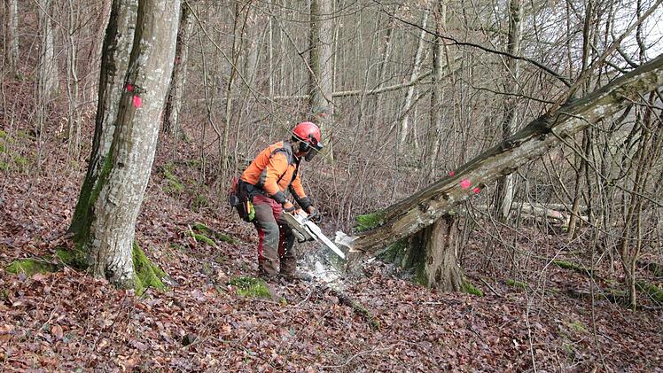 Eindrücke von den Fällarbeiten. Foto: Ralf Ruppert