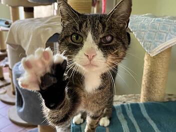 Tierheim Bamberg startet Aufruf: Wer möchte verschmustem Kater ein Zuhause geben?