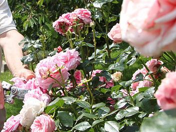 Nach der Sommerblüte sollten Rosen geschnitten werden. Dann können sie bis weit in den Herbst hinein Blüten tragen. Foto: Ulrike Müller