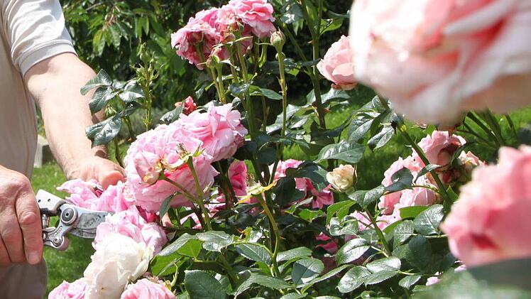 Nach der Sommerblüte sollten Rosen geschnitten werden. Dann können sie bis weit in den Herbst hinein Blüten tragen. Foto: Ulrike Müller