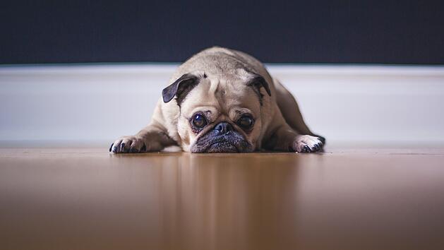 Hund süß