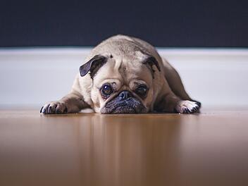 Hund süß