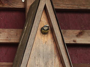 Landkreis Lichtenfels: Umweltstation l&auml;dt zu kostenlosen Vortragsabend ein - zu Streuobst