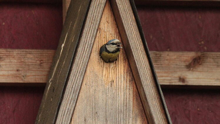 Landkreis Lichtenfels: Umweltstation l&auml;dt zu kostenlosen Vortragsabend ein - zu Streuobst