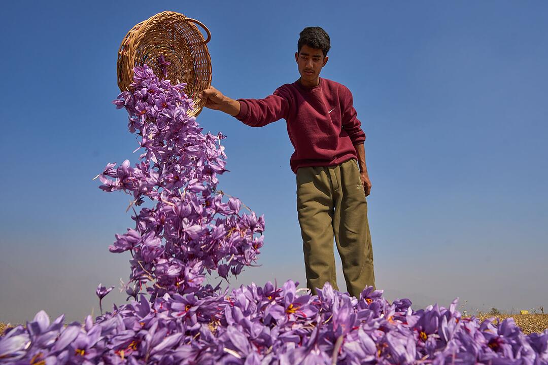 Krokusbl&uuml;ten-Ernte in Indien