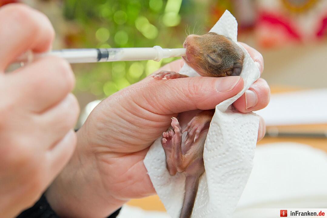 Eichhörnchen-Auffangstation