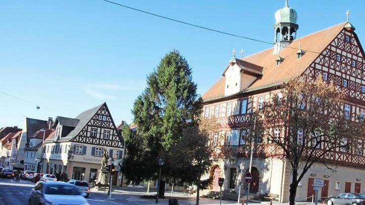 Großes Rathaus, großer Baum: Das Bild zeigt, dass ein stattliches Exemplar auf dem Marktplatz ein gutes Bild ergibt. Fotos: Tobias Kindermann