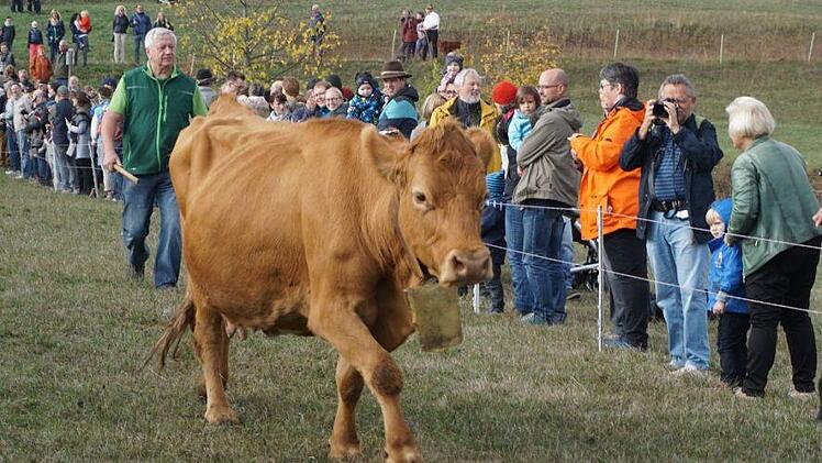 Weideabtrieb in Ginolfs. Foto: Marion Eckert