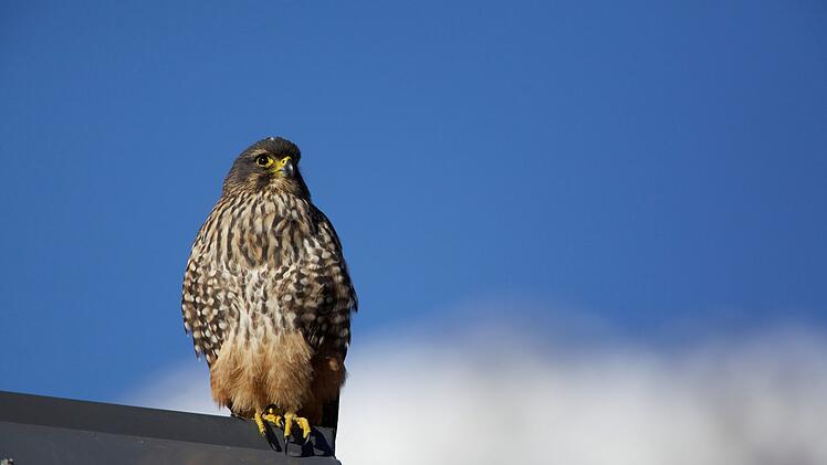 Neuseelandfalke zum Vogel des Jahres gewählt