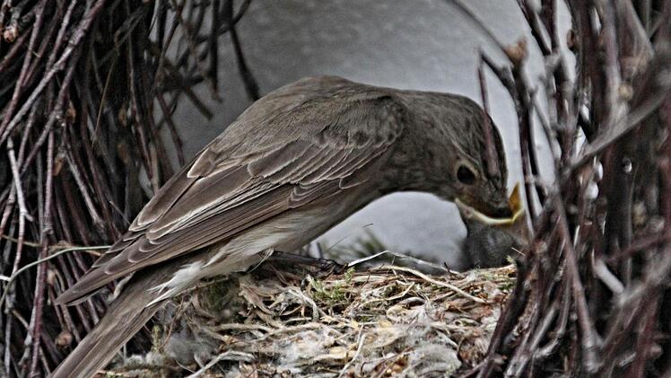 Hungrige Schnäbel wollen gestopft werden. Hier der "Untermerzbacher Grauschnäpper" beim Füttern seiner Jungen. Foto: Helmut Will