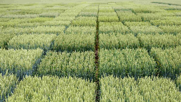 Foto: Saatzucht Breun