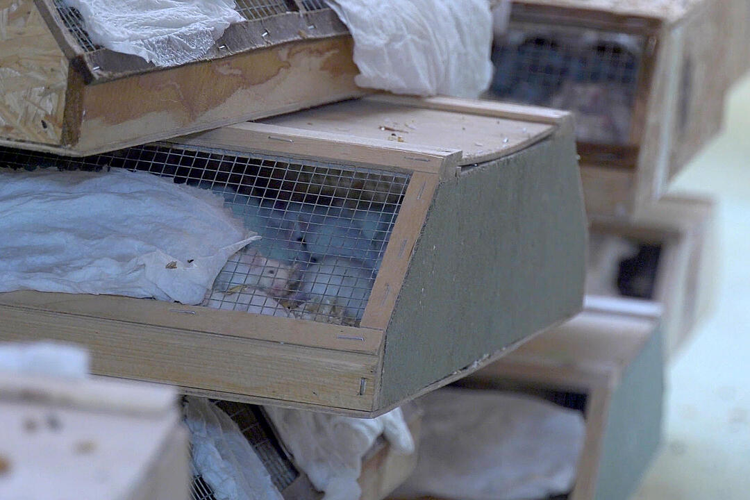 Illegaler Tiertransport mit mehr als 7000 Tieren gestoppt