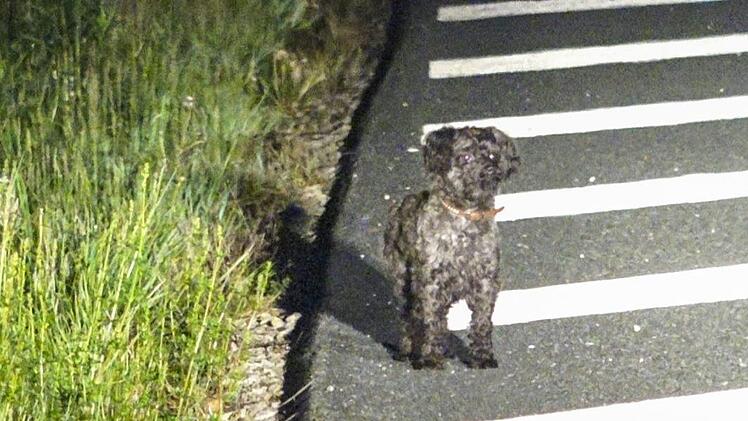 Zwei Hunde sind bei einem schweren Unfall auf der B 173 in Panik geflohen. Ihr Frauchen, die Fahrerin des verunfallten Autos, wurde verletzt. Foto: NEWS5 / Merzbach