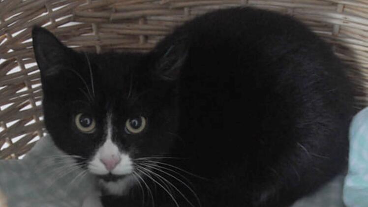 Tierheim Hof: Katzen-Geschwister "hatten noch nie ein Zuhause" - jetzt brauchen sie Zuwendung