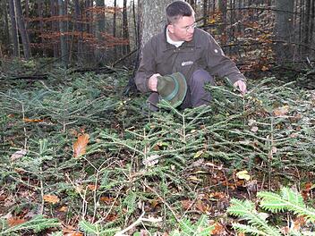 Die Weißtannen sprießen und gedeihen in diesem Waldstück der "Unteren Mark" Fotos: Mathias Erlwein