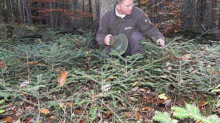 Die Weißtannen sprießen und gedeihen in diesem Waldstück der "Unteren Mark" Fotos: Mathias Erlwein