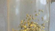 Am Anfang sind die Kaffeebohnen graugrün.