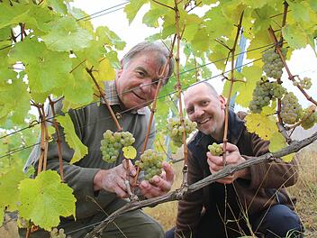 Winzermeister Klemens Rumpel (von links) und Thomas Lange vom Weingut Schloss Saaleck sind zufrieden mit dem ersten Bio-Jahrgang unter anderem am Hammelburger Heroldsberg. Fotos: Ralf Ruppert