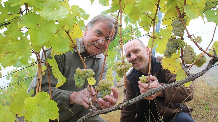 Winzermeister Klemens Rumpel (von links) und Thomas Lange vom Weingut Schloss Saaleck sind zufrieden mit dem ersten Bio-Jahrgang unter anderem am Hammelburger Heroldsberg. Fotos: Ralf Ruppert