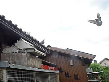 Tauben sind Sportskameraden: Die eine Taube war schneller gewesen und wartet auf dem Dach des Heimatschlags auf einen anderen Flugkollegen.