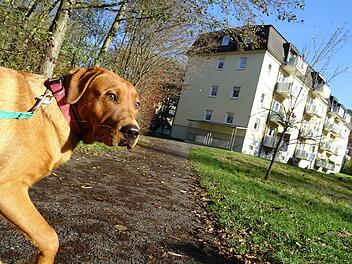 Auf dem Weg an der Röden fand wohl der Jack-Russel-Terrier den tödlichen Giftköder. Hunde sollten daher - wie hier Redaktionshund Leo - an der Leine bleiben, um zu verhindern, dass sie etwas fressen, das sie am Wegesrand finden, rät die Polizei.