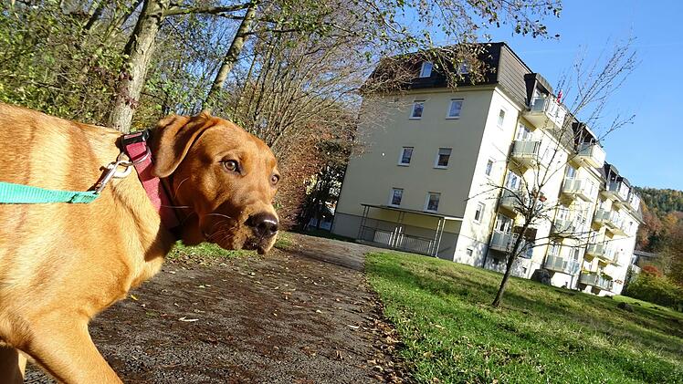 Auf dem Weg an der Röden fand wohl der Jack-Russel-Terrier den tödlichen Giftköder. Hunde sollten daher - wie hier Redaktionshund Leo - an der Leine bleiben, um zu verhindern, dass sie etwas fressen, das sie am Wegesrand finden, rät die Polizei.