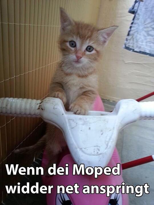 29 fränkische Katzen, die dich verstehen