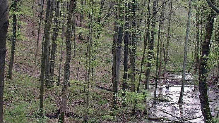 Der Lebensraum der Nymphenfledermaus: Naturnahe Laub- und Auwälder. Foto: Jürgen Gerdes