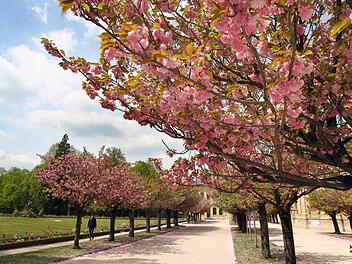 In voller Bl&uuml;te stehen die japanischen Zierkirschen im Hofgarten der Residenz. Foto: Karl-Josef Hildenbrand/dpa