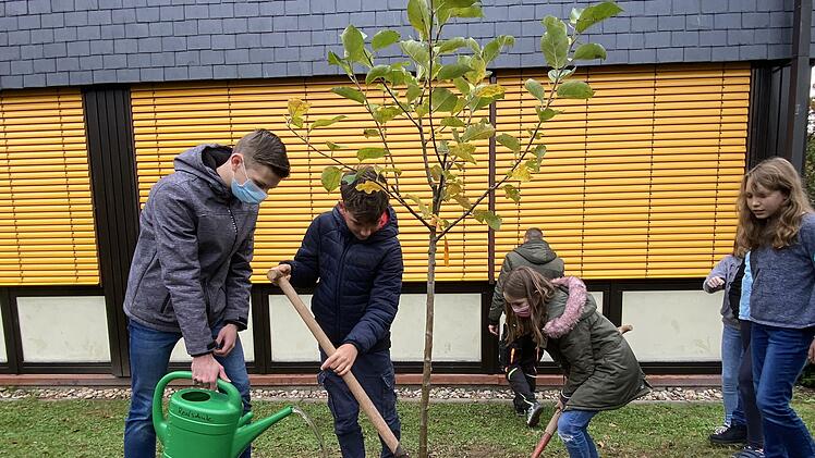 Der junge Münnerstädter Apfelbaum wird gepflanzt und angegossen (von links): Schülersprecher Thomas Wollein, Damien Shabou und Lina Lopez.