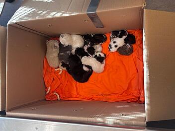 Bremen: Mann entdeckt Kartons mit 23 Katzen an Friedhof