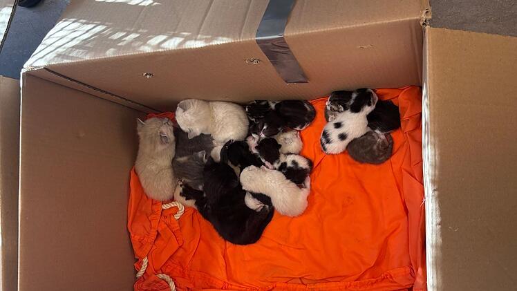 Bremen: Mann entdeckt Kartons mit 23 Katzen an Friedhof