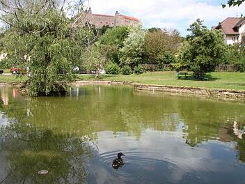 Der Wasserstand im Entenweiher am Schießgraben ist niedrig. Nachbarn in der Trendelstraße befürchten, dass der Zulauf ganz versiegen könnte. Foto: Stephan Tiroch