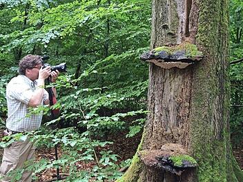 Die Aussichten auf ein Schutzgebiet im Steigerwald schwinden. Auch im Dialogprozess soll der Nationalpark keine Rolle mehr spielen.  Foto: Wehner