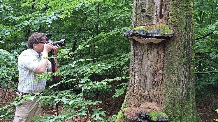 Die Aussichten auf ein Schutzgebiet im Steigerwald schwinden. Auch im Dialogprozess soll der Nationalpark keine Rolle mehr spielen.  Foto: Wehner