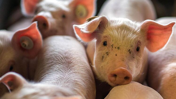 FUnter anderem sollen ferkel durch das Aufschlagen auf den Boden getötet wurden sein. Greenpeace wirft den Behörden Versagen vor. Symbolbild: Jens Büttner/dpa