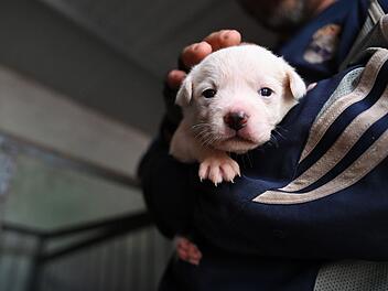 Illegaler Hundewelpen-Verkauf aus Auto in W&uuml;rzburg gestoppt