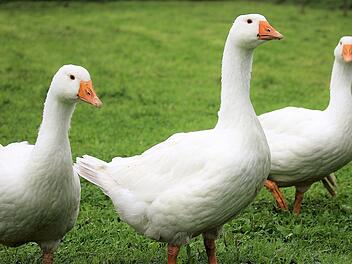 gänse