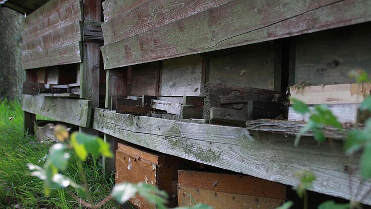 Erhard Bieber hat die Hälfte seiner Bienen im Winter verloren. Er will seine Völker wieder aufbauen: "Man darf den Mut nicht verlieren." Foto: Carmen Schmitt