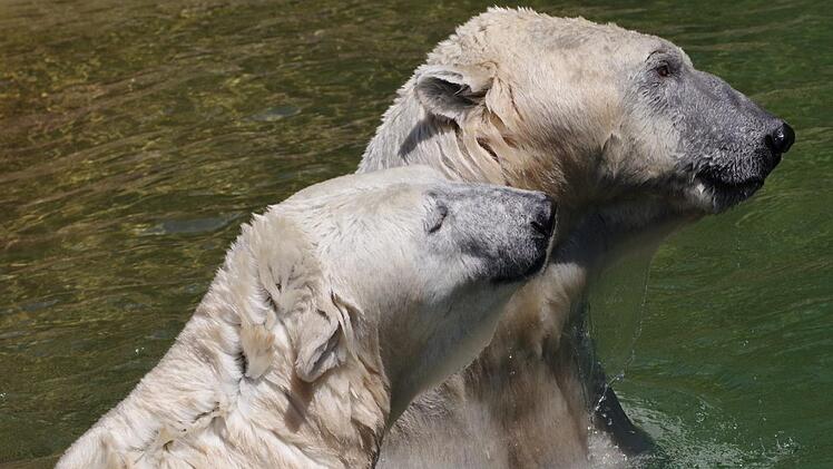 Die Eisbären Vera und Nanuq genießen   in der Sommerhitze ein Bad im kühlen Wasser.Helmut Mägdefrau