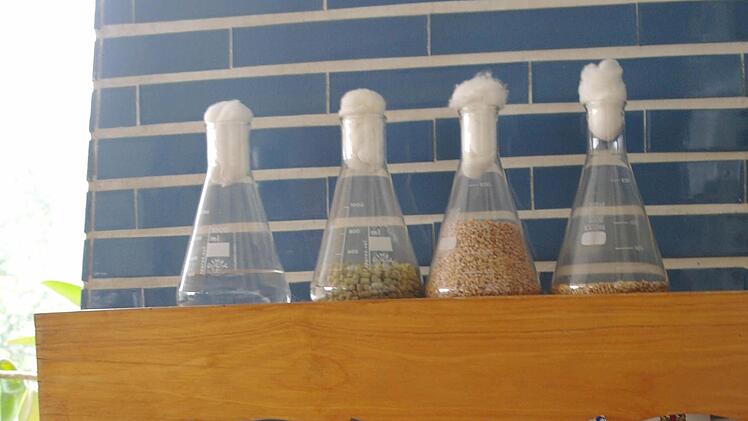 Wasser, Hopfen, Gerste und Hefe - diese vier Rohstoffe entsprechen dem deutschen Reinheitsgebot. Foto: Stephanie Elm
